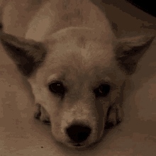 Lilydog Puppy GIF - Lilydog Lily Dog GIFs