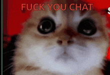 F You Chat Hello Chat GIF - F You Chat Hello Chat Angry Cat GIFs
