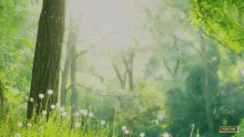 Anime Forest GIF  Anime Forest Flowers  Discover  Share GIFs