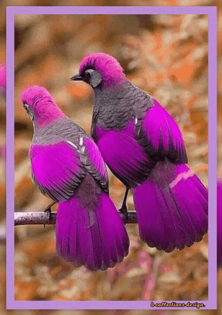 Bird Birds GIF - Bird Birds Love - Discover & Share GIFs