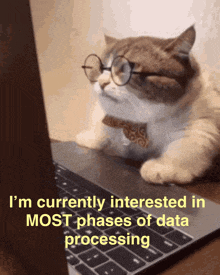a cat wearing glasses and a bow tie is looking at a laptop computer