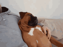 a brown and white boxer dog is laying on a man 's lap