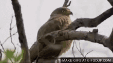 Shock GIF - Bird Dramatic Shock GIFs