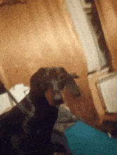 a dachshund looking at the camera with a blurry background