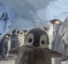 a group of penguins are standing around a baby penguin