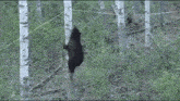 Black Bear Climbing GIF