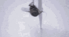Dancing Fly Fly GIF - Dancing Fly Fly GIFs