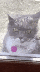 Go Crazy Cat Cat Door GIF - Go Crazy Cat Cat Cat Door GIFs