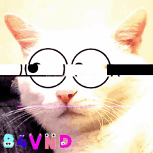 84vnd Cat GIF - 84vnd Cat GIFs