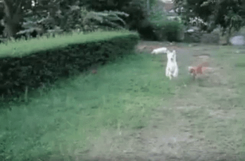 Gif Fail Funny Tenor GIF - Gif Fail Funny Tenor Gif Mp4 - Discover