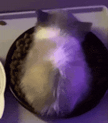 a cat is laying on top of a plate of food on a table .