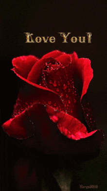 Love Beautiful Rose GIF - Love Beautiful Rose Rose GIFs
