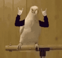 Chad Parrot Chad GIF