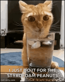 Thirsty Cat GIF - Thirsty Cat Lick GIFs