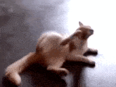 Cat Itchy GIF - Cat Itchy かゆいねこ GIFs