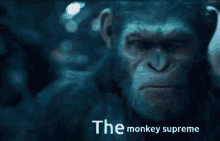 monkey supreme cringed out monke