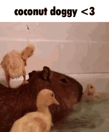 Capybara Coconut Dog GIF