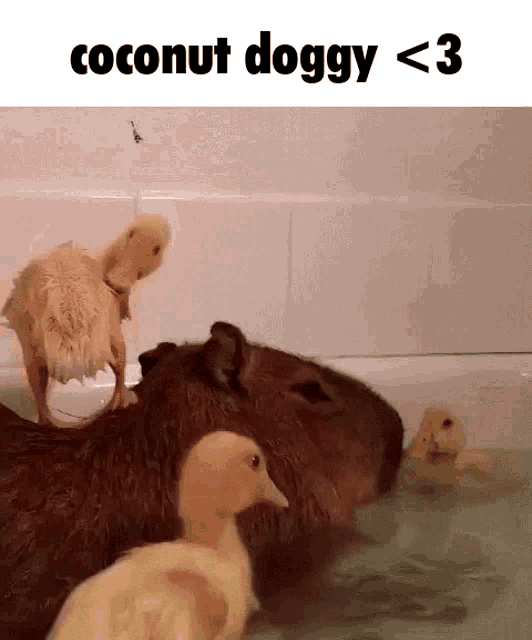 Not the Capybara tanks! : r/memes