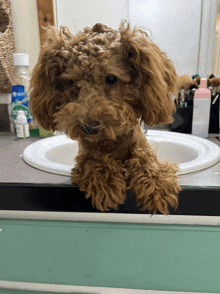 a small brown dog is sitting on a counter next to a bottle of clorox