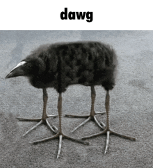 a picture of a bird with four legs and the word dawg written above it