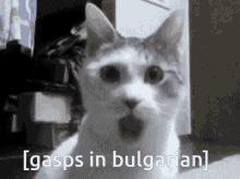 Bulgaria Gasp GIF - Bulgaria Gasp Gasps GIFs