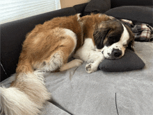 Dog Sleepy GIF - Dog Sleepy GIFs