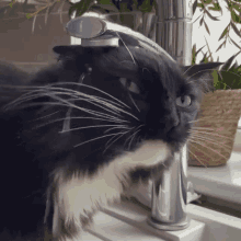 thirsty black cat love pet