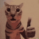 Cat Normal GIF - Cat Normal Funny GIFs