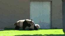 Panda Wrangling GIF - Animals Panda Baby GIFs