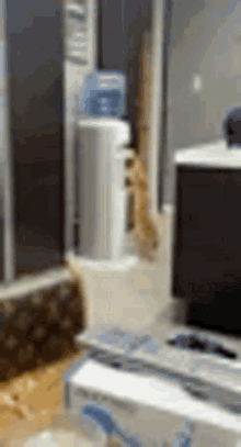 Cats Water GIF