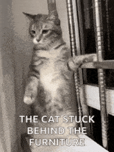 a cat is standing on its hind legs on a staircase .