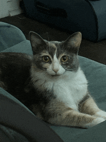 a calico cat is laying on a blue couch