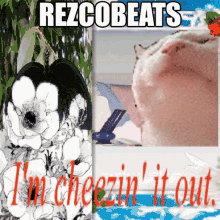 Rezco Rezcobeats GIF - Rezco Rezcobeats Meu GIFs