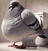 a pigeon sitting on top of a toilet with the hashtag #minimax on it