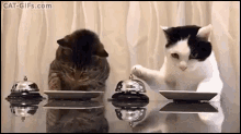 Cat Dinner GIF - Cat Ringing Eating GIFs