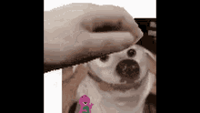 a person is feeding a dog a piece of food and there is a picture of barney the dinosaur in the background .