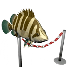 a striped fish is chained to a metal post