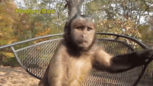 What Are You Looking At Capuchin Monkey GIF - What Are You Looking At Capuchin Monkey Monkeyboo GIFs