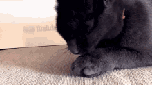 Mačka Jackie Sa Umyva Xd GIF - Mačka Jackie Sa Umyva Xd GIFs