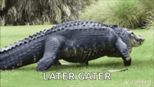 a large alligator is walking across a lush green field with a caption that says `` later gate '' .