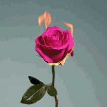 Rose On Fire GIF - Rose On Fire Burn GIFs