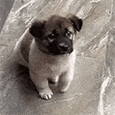 a small brown and white puppy is sitting on a concrete floor .