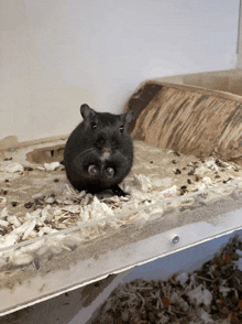a black hamster is sitting on a pile of shavings on a table