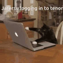 Jarersu Cat GIF - Jarersu Cat Making Gifs GIFs