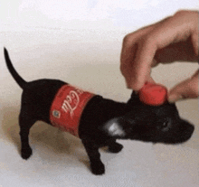 Coke Coke Dog GIF - Coke Coke Dog Puppy GIFs