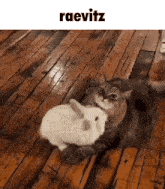 Raevitz Bunny GIF - Raevitz Bunny Cat GIFs