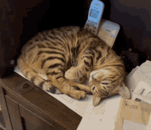 Rosy Cat GIF - Rosy Cat Bengal GIFs
