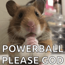 a picture of a hamster with the words powerball please god on it