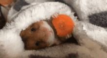 hamster carrot