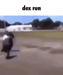 a blurry picture of a duck running with the words dex run above it